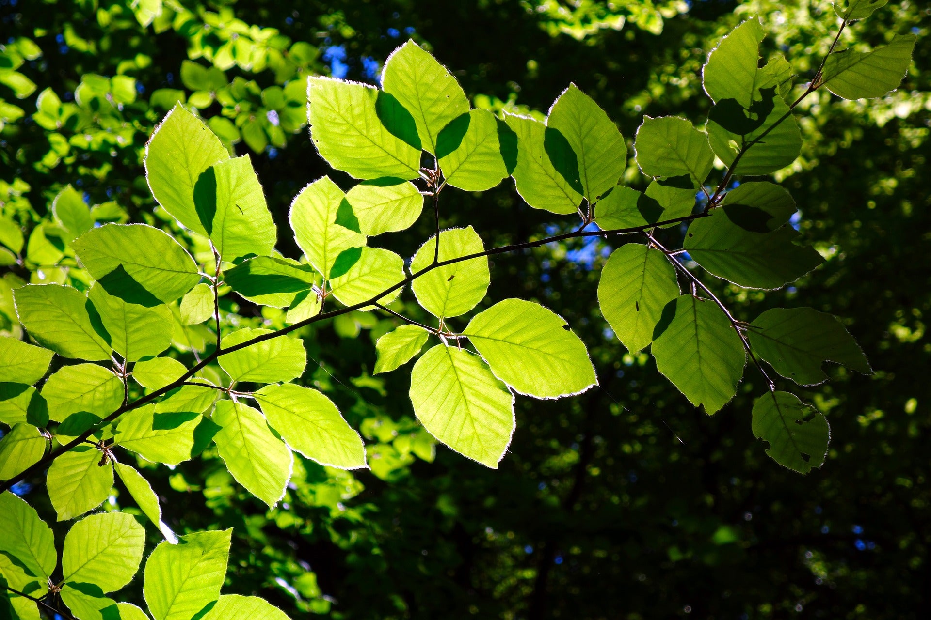 Tencel vs. Bio-Baumwolle: was ist besser?